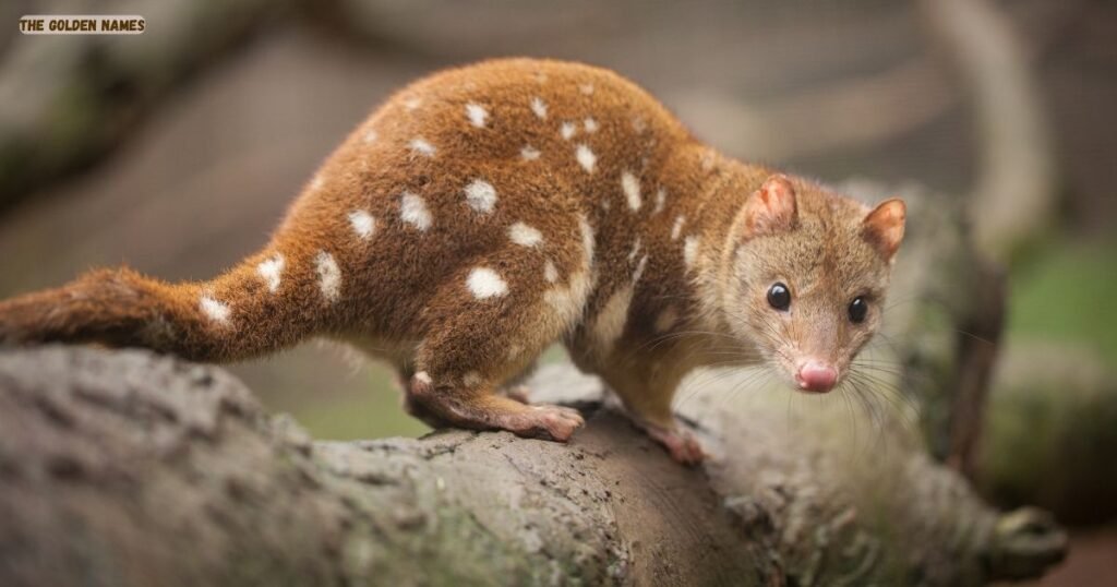 Quoll