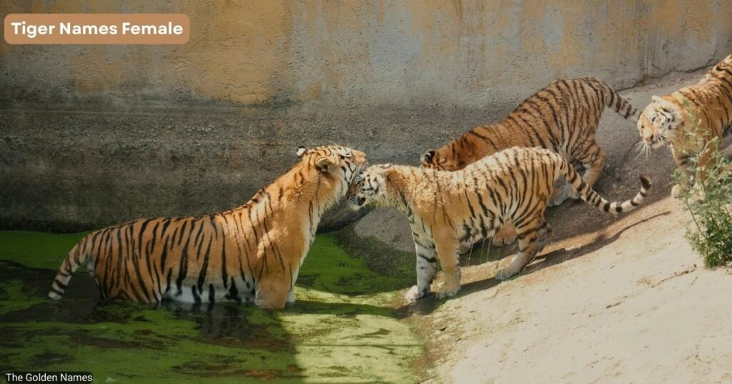 Tiger Names Female