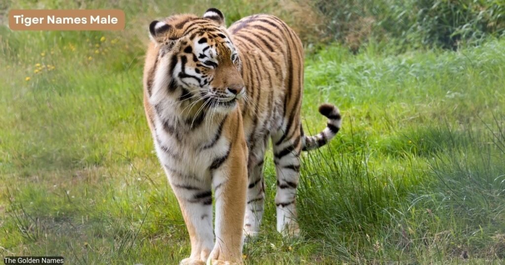 Tiger Names Male