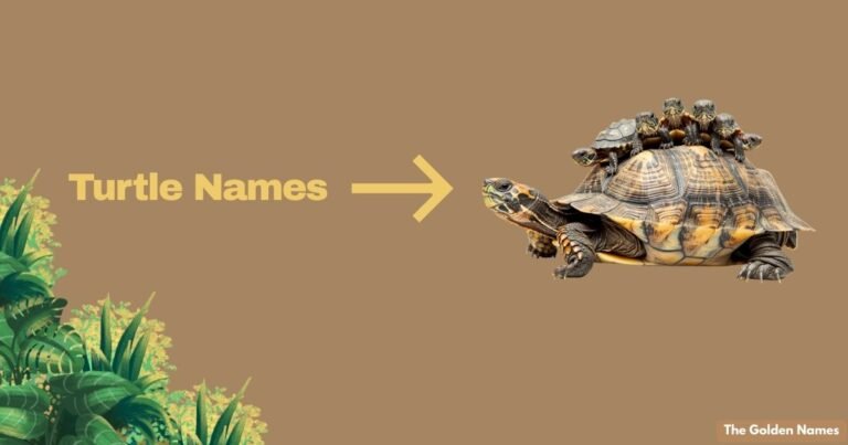 Turtle Names