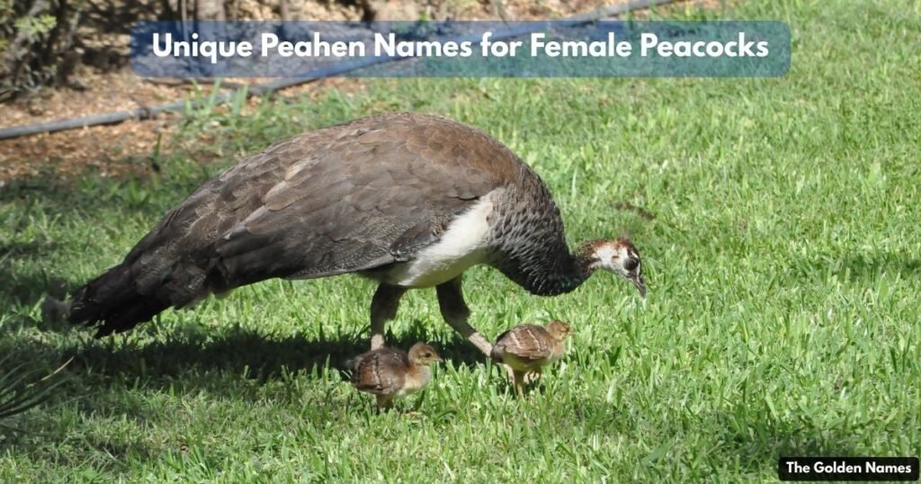 Unique Peahen Names for Female Peacocks