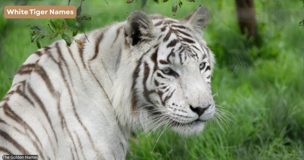 White Tiger Names