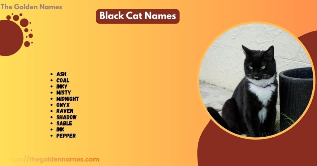 Black Cat Names