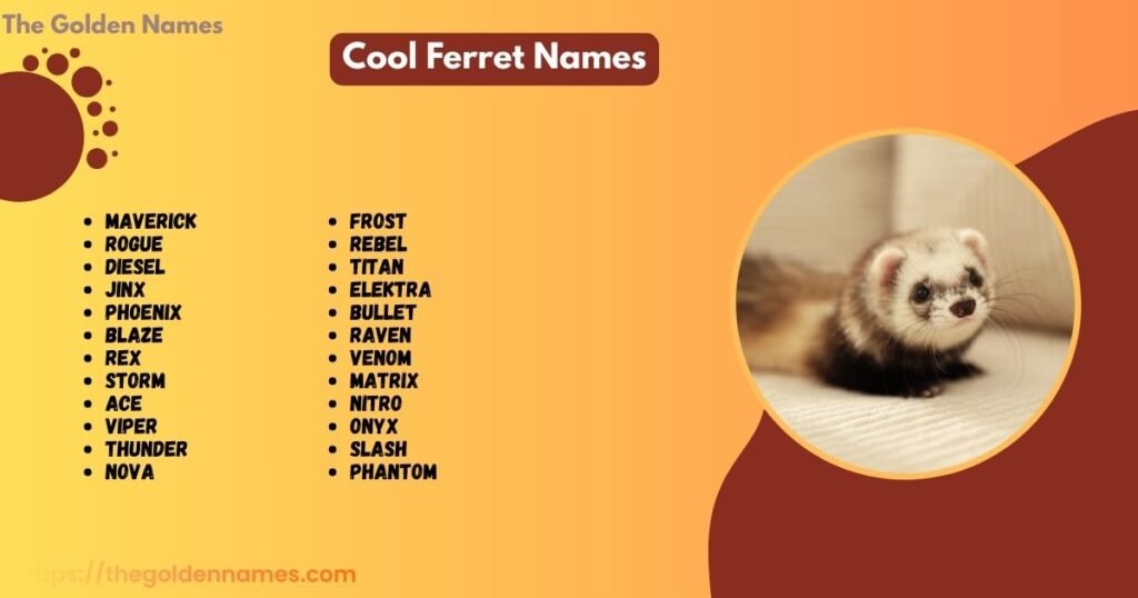 Cool Ferret Names