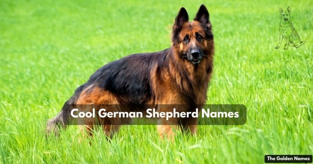 Cool German Shepherd Names
