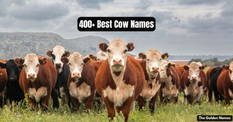 Cow Names
