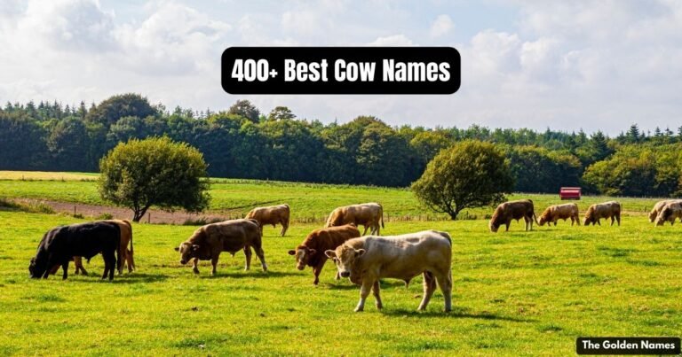 Cow Names