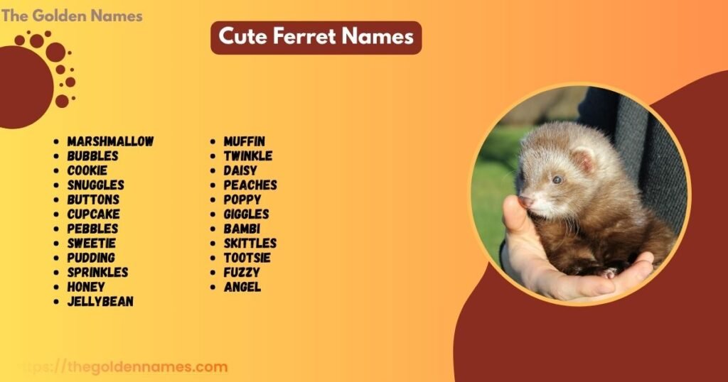 Cute Ferret Names