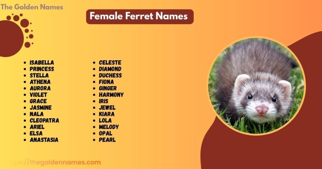 Female Ferret Names 