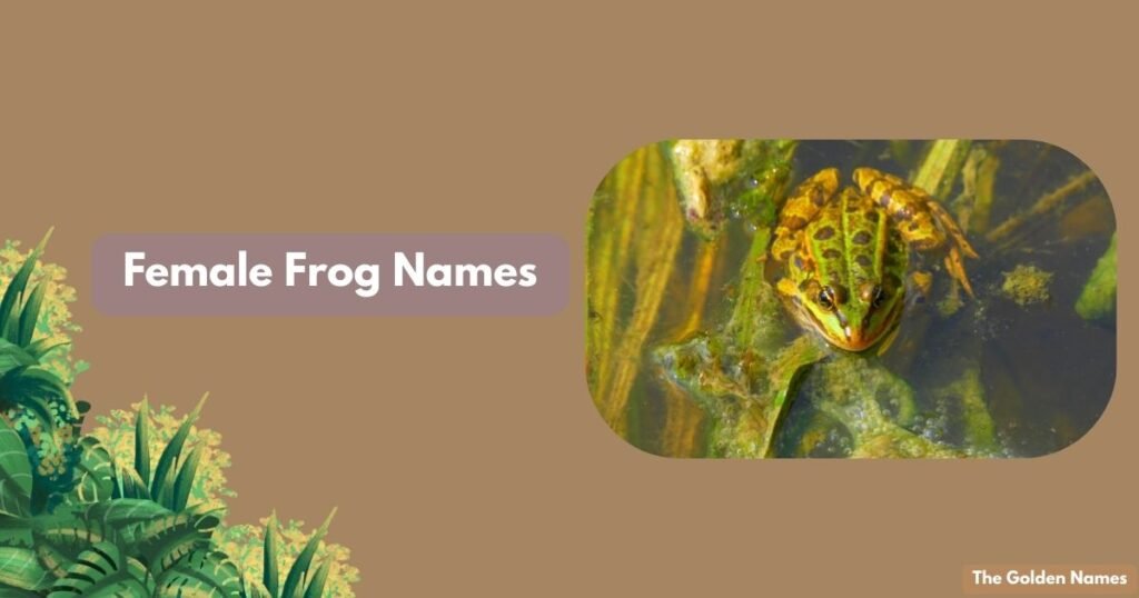 Female Frog Names