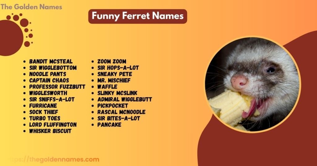 Funny Ferret Names