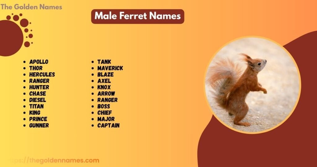 Male Ferret Names