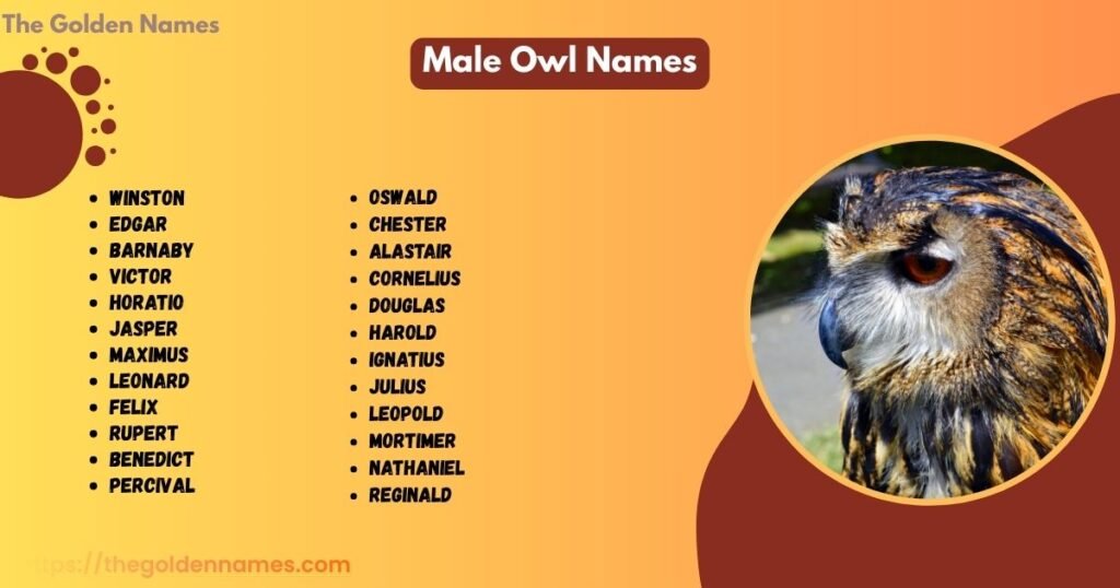 Male Owl Names
