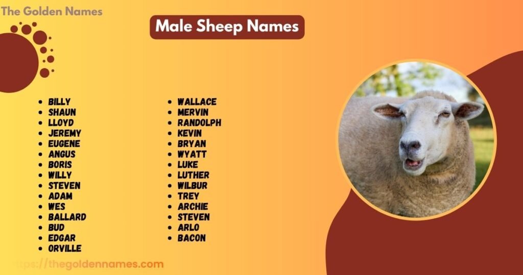 Male Sheep Names