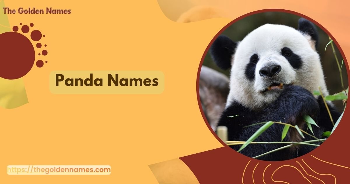 Panda Names