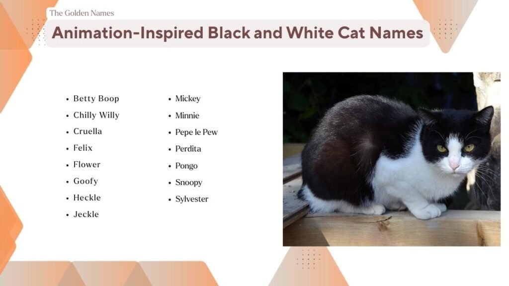 Animation-Inspired Black and White Cat Names