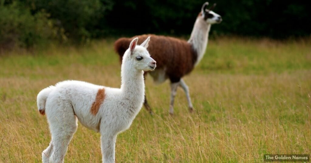 Baby Llama Names
