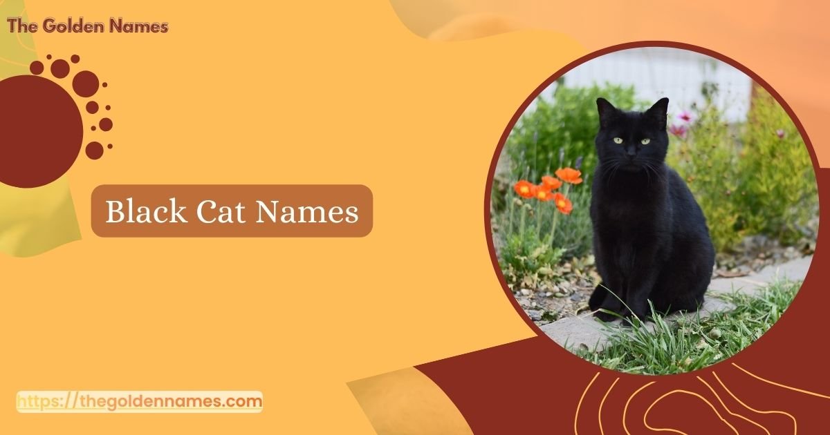 Black Cat Names