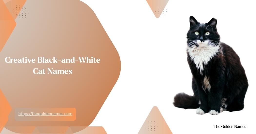 Creative Black-and-White Cat Names