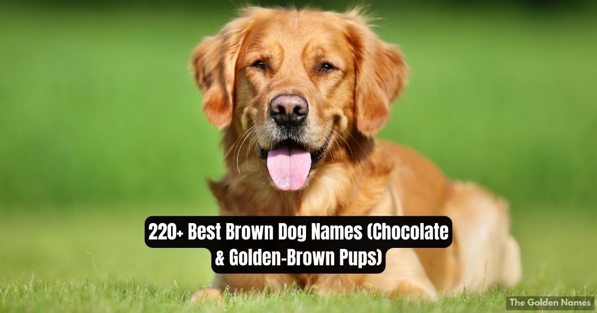 Brown Dog Names