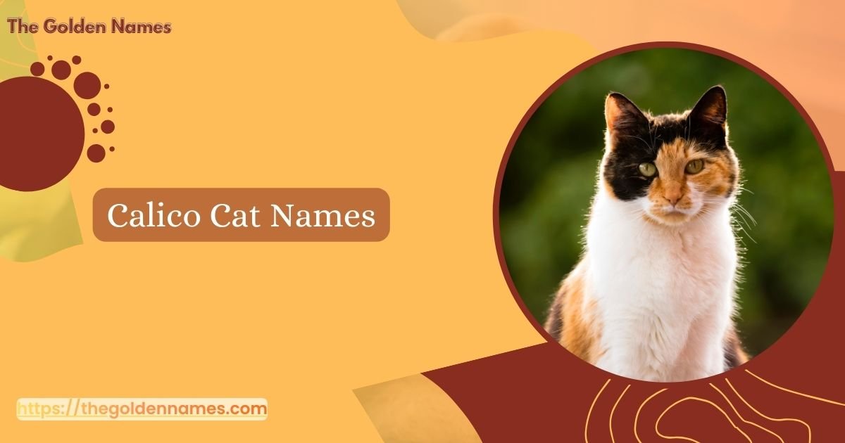 Calico Cat Names