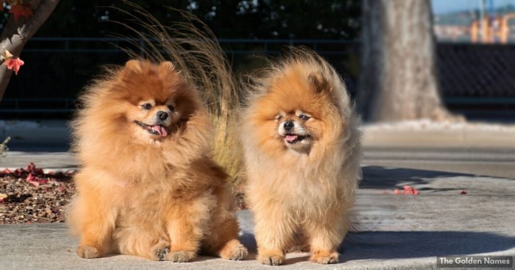 Cute Brown Dog Names