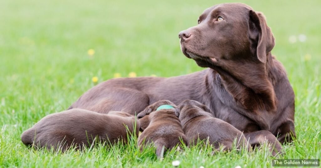 Female Brown Dog Names