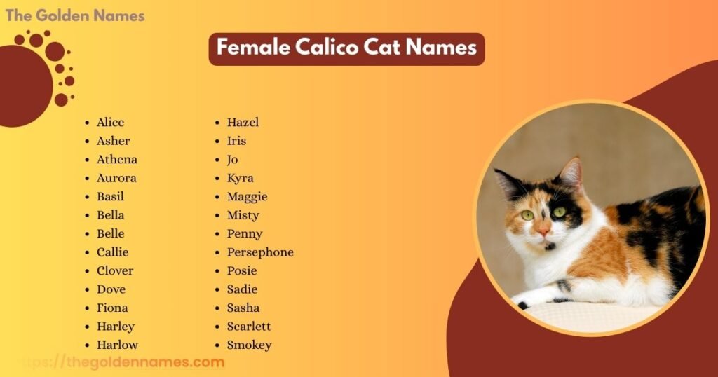 Female Calico Cat Names