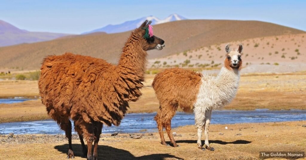 Female Llama Names