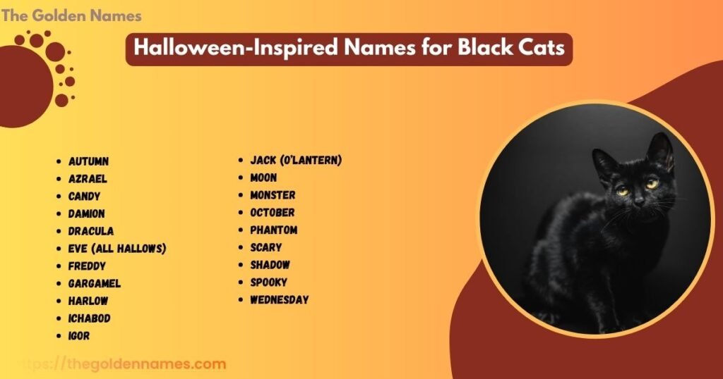 Halloween-Inspired Names for Black Cats