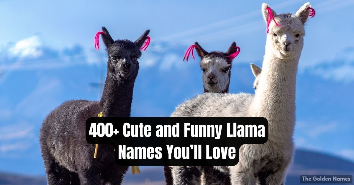 Llama Names You’ll Love