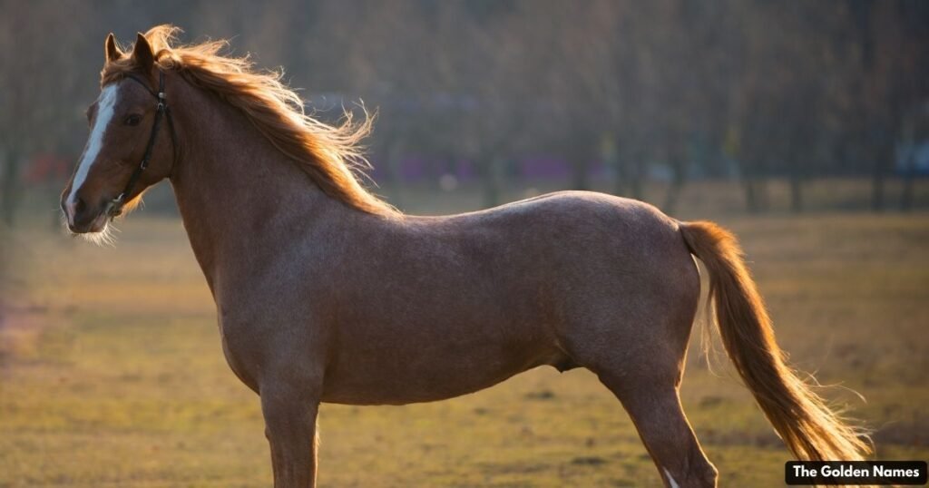Male Horse Names
