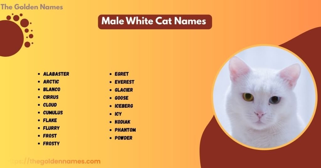 Male White Cat Names