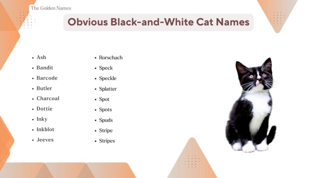Obvious Black-and-White Cat Names