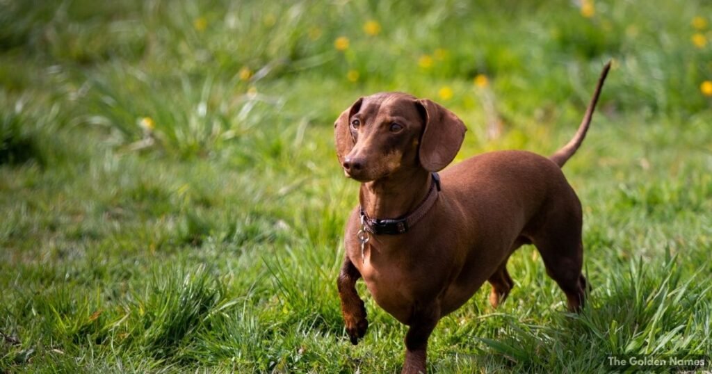 Sweet and Soft Sounding Brown Dog Names
