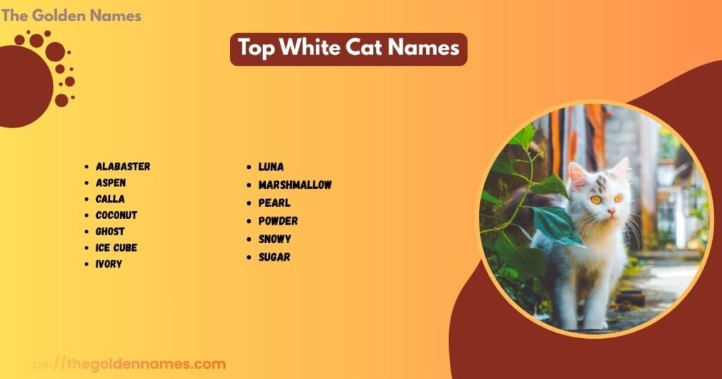 Top White Cat Names
