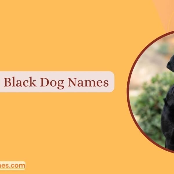 Black Dog Names