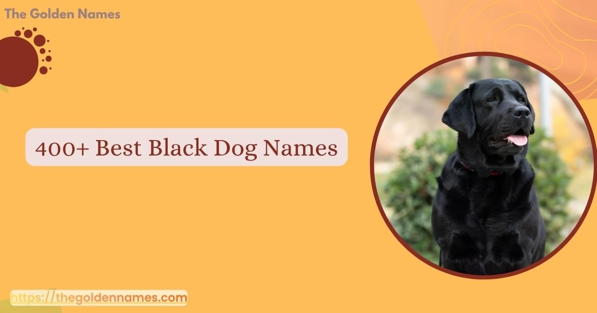 Black Dog Names