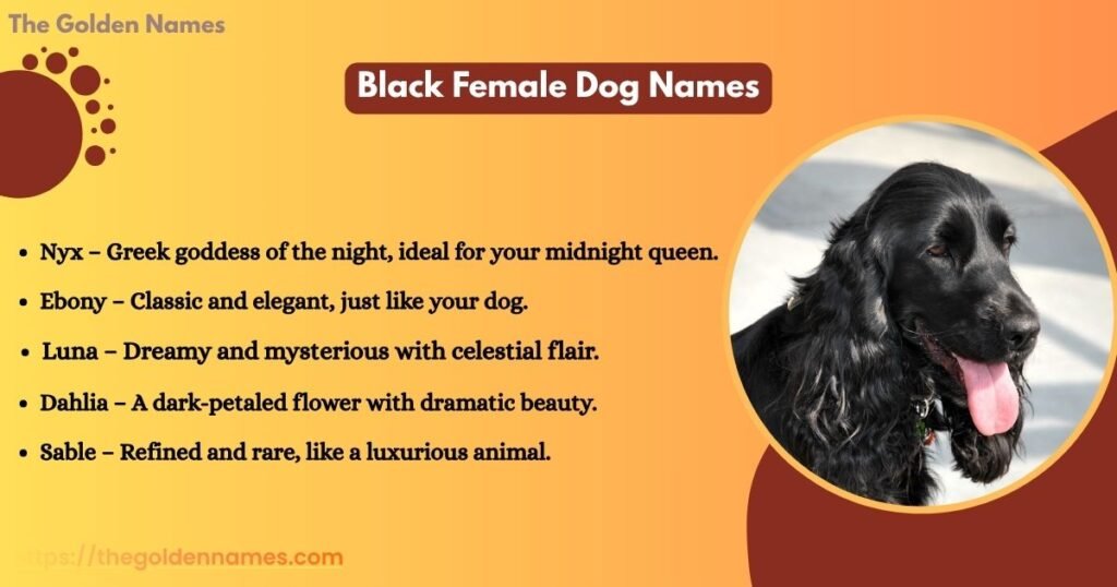 Black Female Dog Names