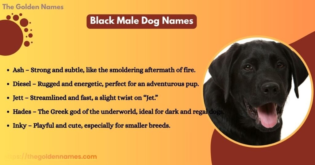 Black Male Dog Names