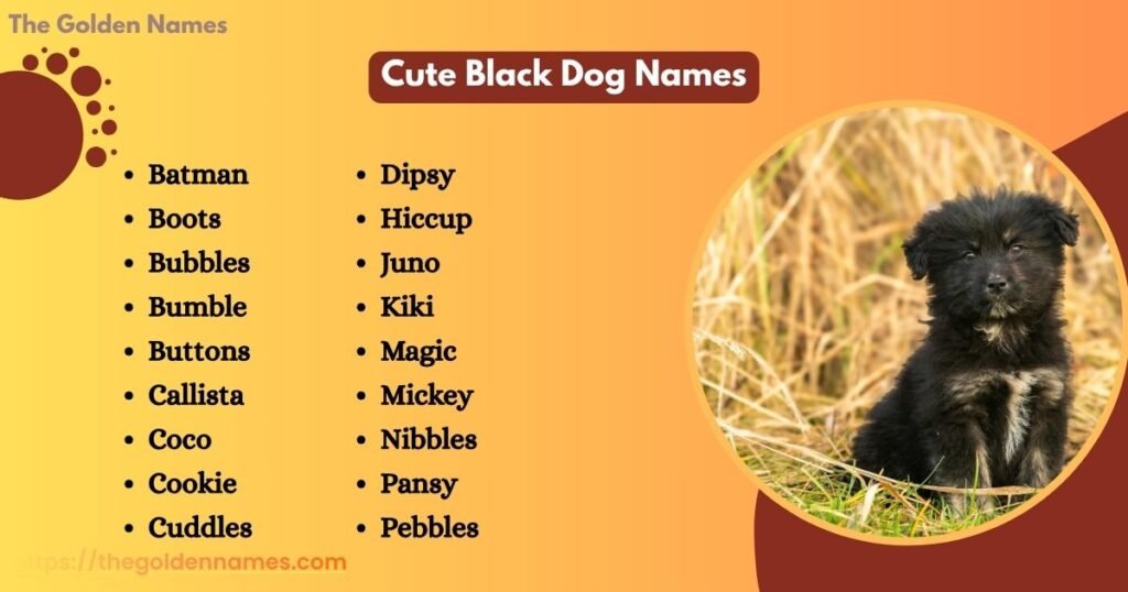 Cute Black Dog Names