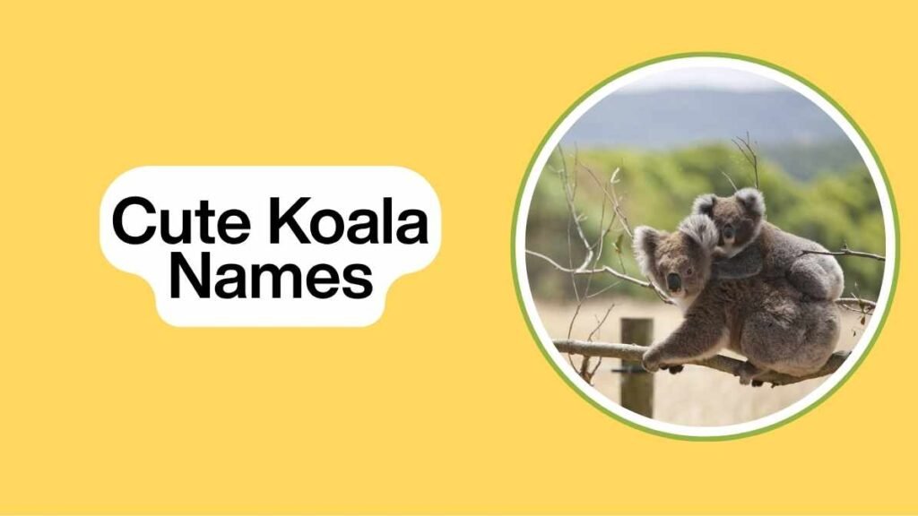 Cute Koala Names