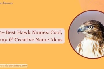 Hawk Names