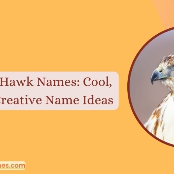 Hawk Names