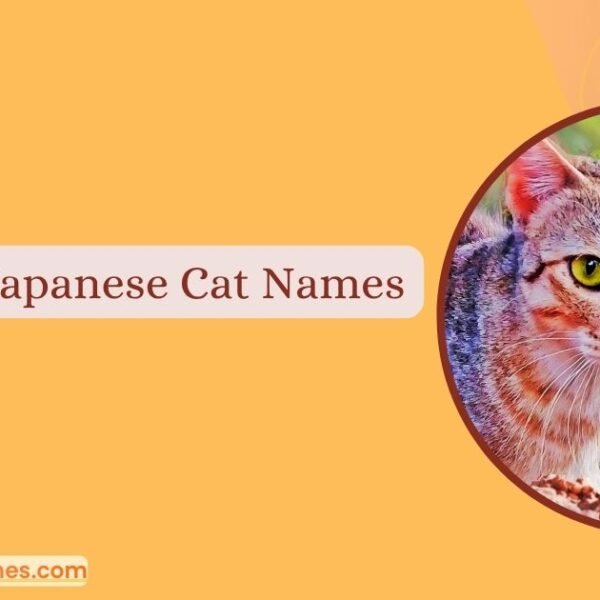 Japanese Cat Names