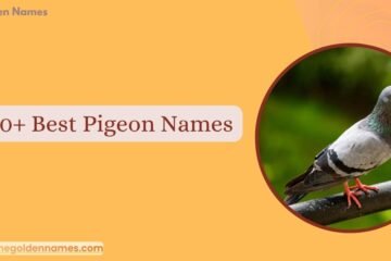 Pigeon Names