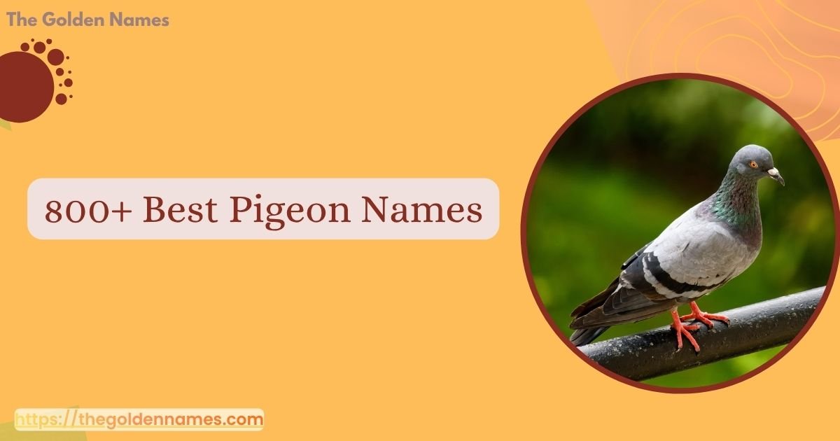 Pigeon Names