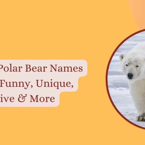 Polar Bear Names