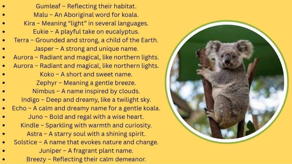 Unique Koala Names
