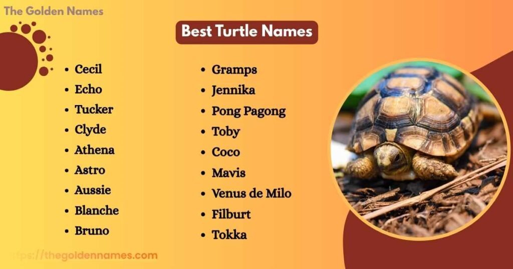 Best Turtle Names